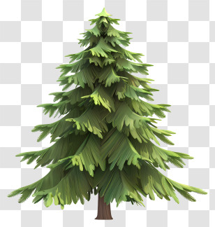 Fir Tree - Realistic Pine Tree Illustration Transparent PNG