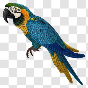 Macaw - Blue And Yellow Parrot Illustration Transparent PNG