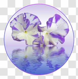 Violet Lilac Pansy Purple Flower - Iris Family Transparent PNG