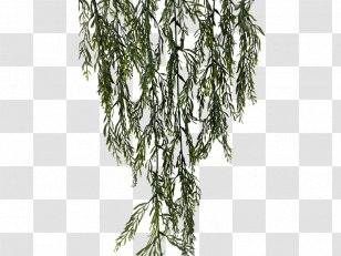 Leaf Stephanotis Floribunda Rosemary JMC Floral Plant Stem - Bush Transparent PNG