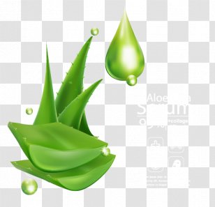 Aloe Vera Information - Rgb Color Model - Beautifully Decorated Mask Transparent PNG