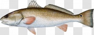 Florida Red Drum Drums Redfish Fishing - Fauna - Atlantic Cod Transparent PNG