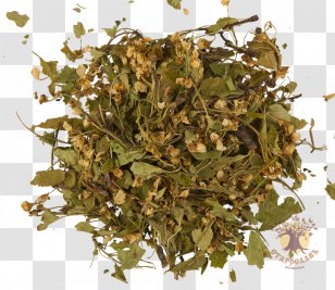 Masala Chai Tea Herb Oolong HÅjicha - Sencha Transparent PNG