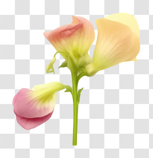 Icon - Beautiful Colorful Flower Transparent PNG