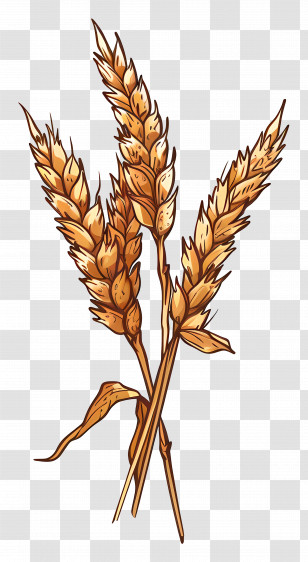 Wheat - Wheat Stalks Bundle Illustration Transparent PNG