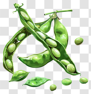 Broad Beans - Fresh Green Peas In Pods Transparent PNG