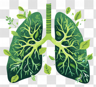 National Pollution Prevention Day - Green Leaf Lungs Illustration For Nature And Health Concept Transparent PNG