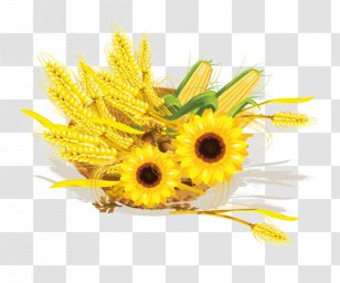 Common Sunflower Wheat Maize Cereal Corn On The Cob - Yellow Transparent PNG