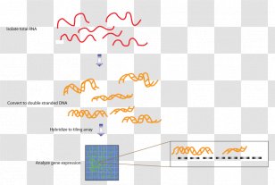 Tiling Array Transcriptome Sequencing RNA DNA - Dna - Text Transparent PNG