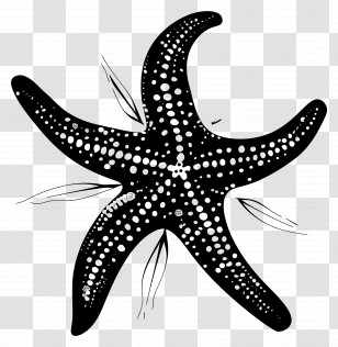 Starfish Silhouette - Black Starfish Silhouette Illustration Transparent PNG