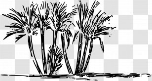 Oasis Clip Art - Date Palm - Arecales Transparent PNG