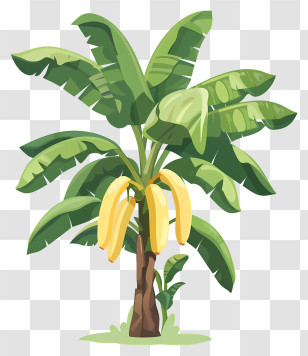 Banana Tree - Banana Tree With Leaves And Hanging Fruits Transparent PNG