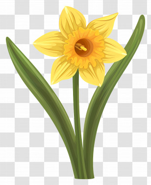 Daffodil Flower - Yellow Daffodil With Green Leaves Transparent PNG
