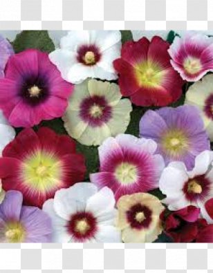 Hollyhock Perennial Plant Rose Ornamental Grass Garden Transparent PNG