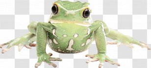 True Frog Tree Toad Reptile - Hyla Transparent PNG