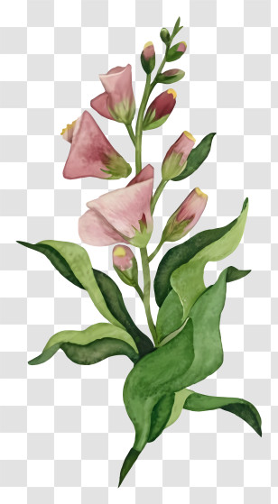 Flower Drawing - Pink Flowers With Green Leaves Transparent PNG