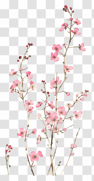 Pink Flowers - Pink Cherry Blossom Branches Illustration Transparent PNG