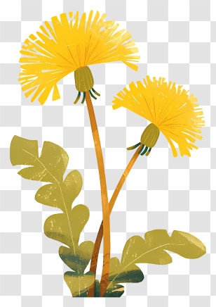 Dandelion Flower - Yellow Dandelions With Leaves Transparent PNG