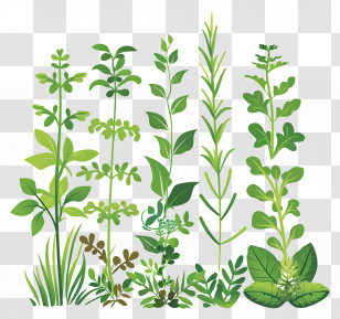 Herb Garden - Illustration Of Herbs And Plants Transparent PNG