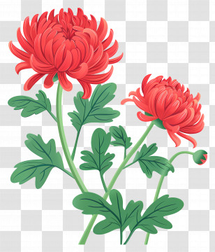 Red Chrysanthemum Flower - Detailed Red Chrysanthemum Flower Botanical Illustration Transparent PNG