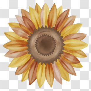 Cartoon - Watercolor Sunflower Artwork Transparent PNG