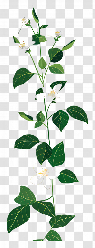 Jasmine Vine - Jasmine Plant With Flowers Illustration Transparent PNG