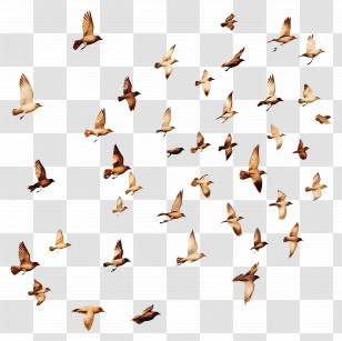 Bird Flock - Flock Of Birds In Flight Illustration Transparent PNG