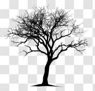 Tree Silhouette - Bare Tree Silhouette With Branches Transparent PNG