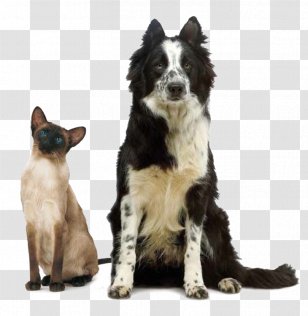 Dog Breed Border Collie Karelian Bear McNab Rare (dog) - Mcnab Transparent PNG