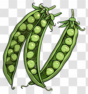 Peas - Fresh Green Peas In Pods Illustration Transparent PNG