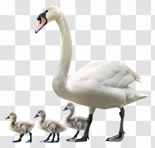 Swan - Swan With Cygnets Photo Transparent PNG