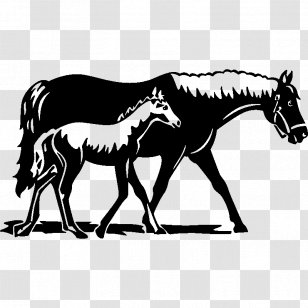 Horse Foal Colt Mare Wall Decal - Like Mammal Transparent PNG