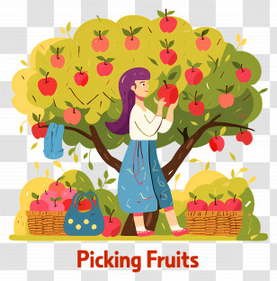Woman Picking Apples - Fruit Picking In Orchard Transparent PNG