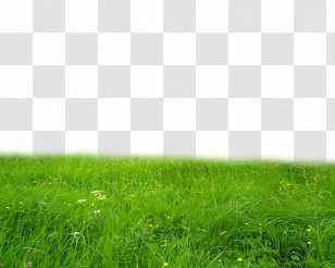 Desktop Wallpaper Image Editing Clip Art - Ecoregion - Pasture Transparent PNG