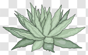 Cartoon - Illustrated Aloe Vera Plant Transparent PNG