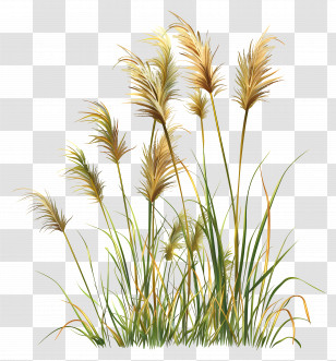 Reed - Beautiful Pampas Grass Transparent PNG