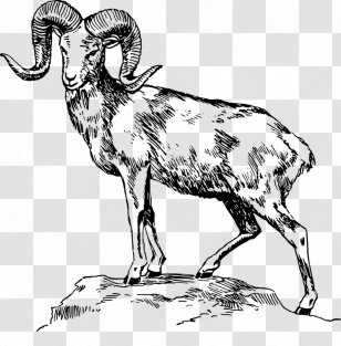 Sheep Ram Trucks Drawing Animal Illustrations Clip Art Transparent PNG