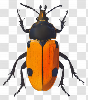 Beetle - Detailed Orange And Black Beetle Illustration Transparent PNG