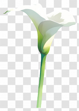 Peace Lily - White Calla Lily With Elegant Stem Transparent PNG