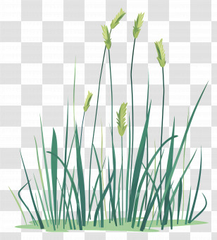 Tall Grass - Green Grass Vector Illustration For Nature Concept Transparent PNG