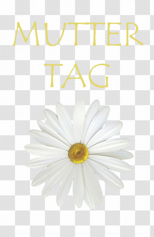 Transvaal Daisy Oxeye Daisy Chrysanthemum Petal Peru Transparent PNG