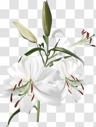 Lilium White - Flower Bouquet - Lily Transparent PNG