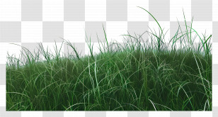Grassy Field - Realistic Green Grass Transparent PNG