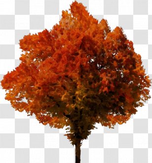 Family Tree Background - Paint - Autumn Plane Transparent PNG