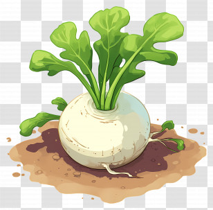 Turnip - Healthy Radish Plant In Soil Transparent PNG