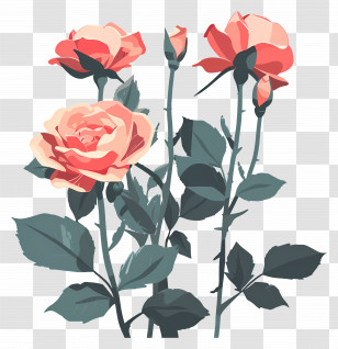 Rose Garden - Elegant Pink And Peach Roses Illustration Transparent PNG