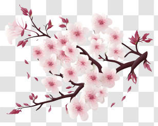 Blank Paper With Cherry Blossoms - Cherry Blossom Branch Illustration Transparent PNG