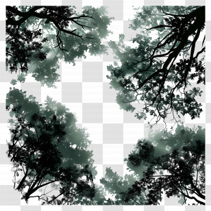 Forest Canopy - Tree Canopy From Below Transparent PNG