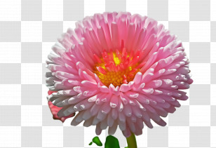 Flower China Aster Plant Pink Petal Transparent PNG