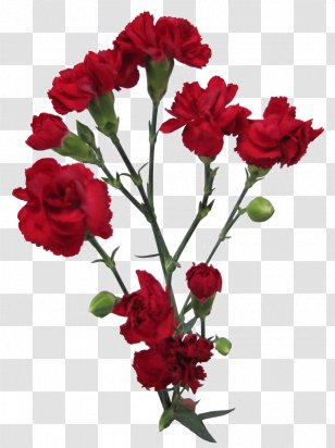 Garden Roses Carnation Cut Flowers Flower Bouquet - Arranging Transparent PNG